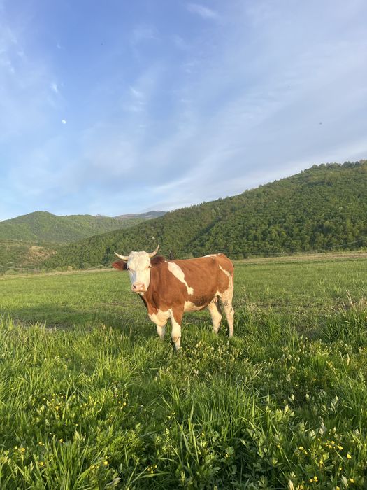 Vând junincă gestanta si vitea