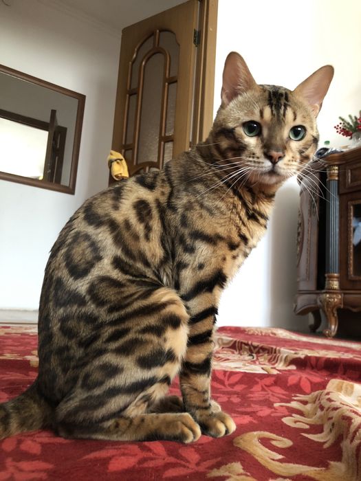 Вязка кота ищет кошечку