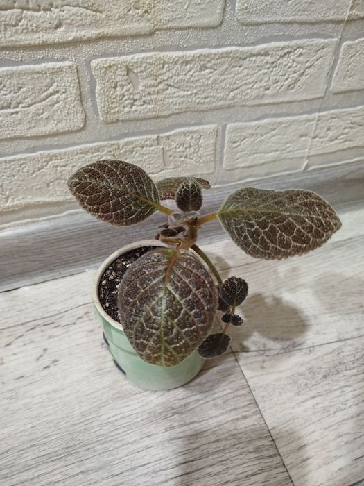 Продам цветок Эписция