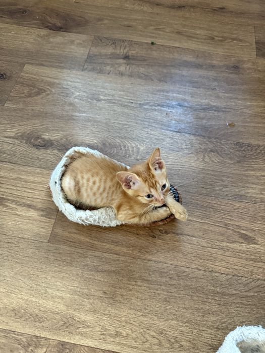 Отдам кошка рыжик бесплатно