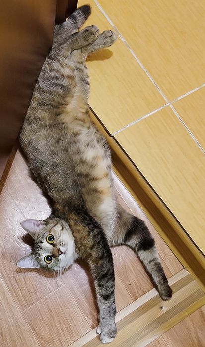 Котёнок ищет дом!
