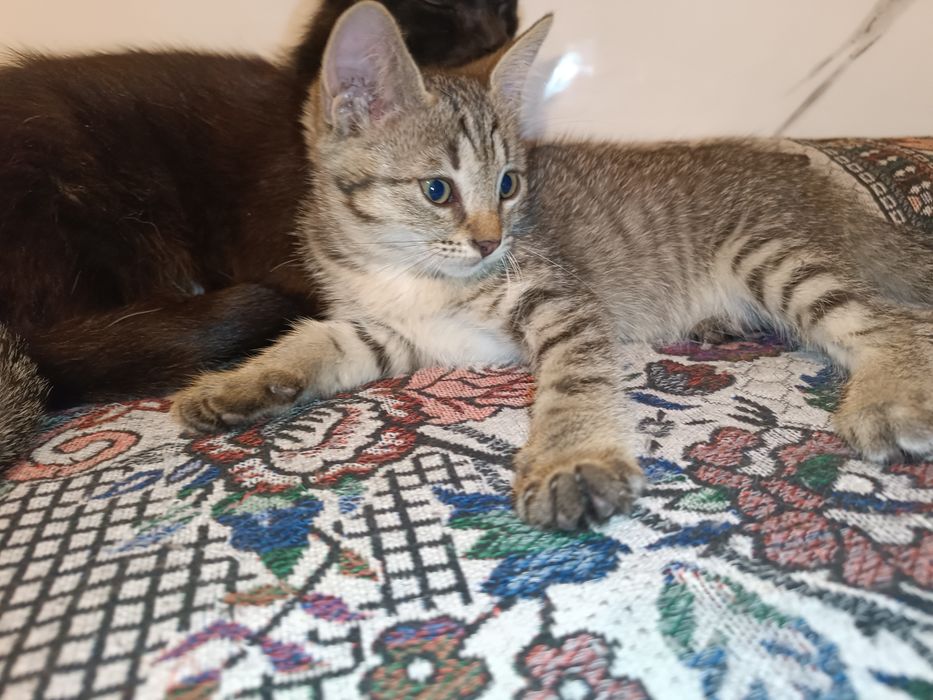 Котенок девочка ей 2 месяца