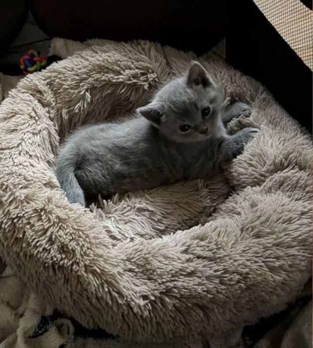 Котята мальчики и девочки цены от 15тыс и до 30тыс