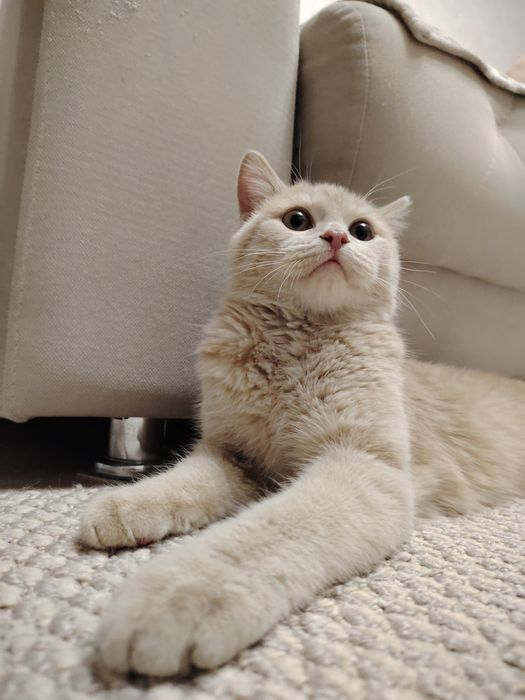 Срочно отдам котика