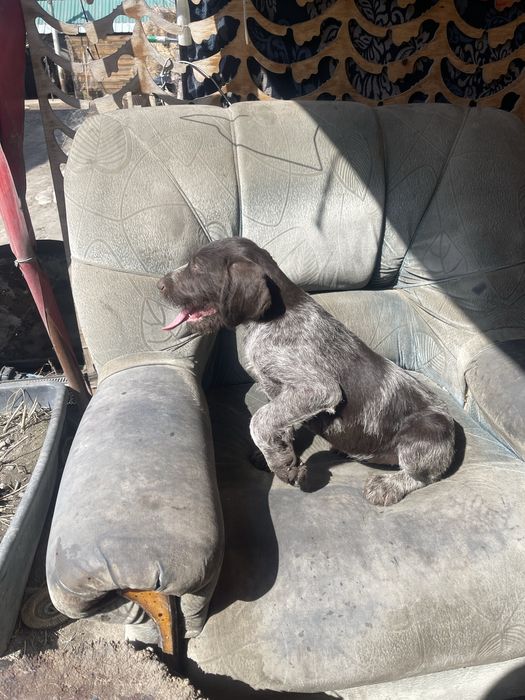 Девочка дратхара