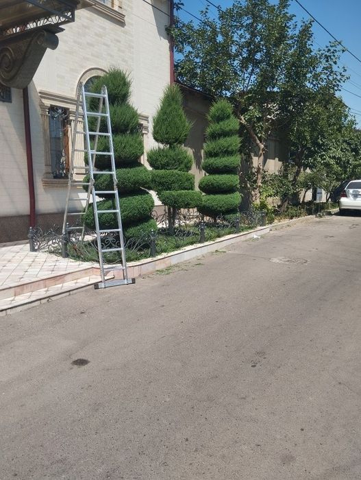 Формирование елей Садовник