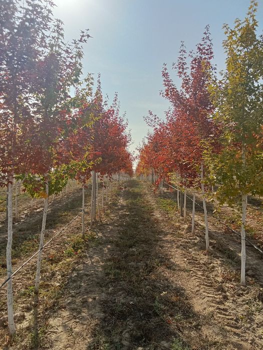 Клен краснолисный