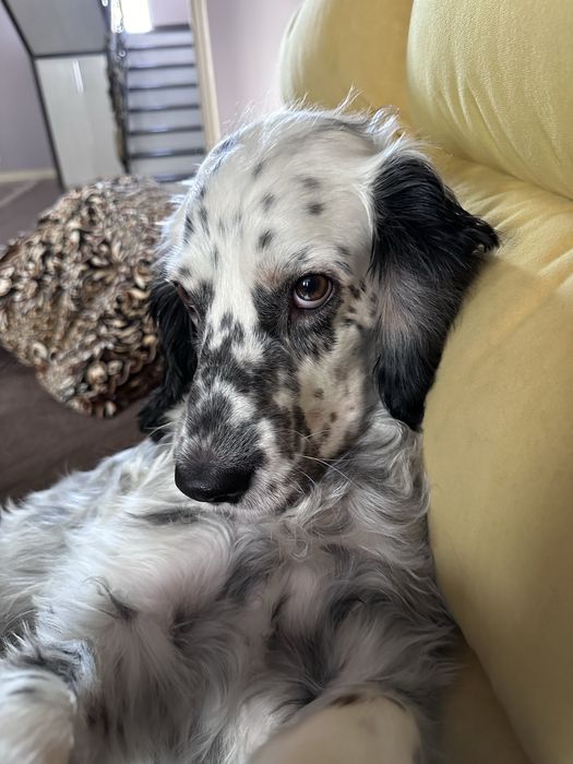 Собака бесплатно.