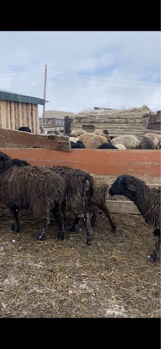 Қойлар сатылады