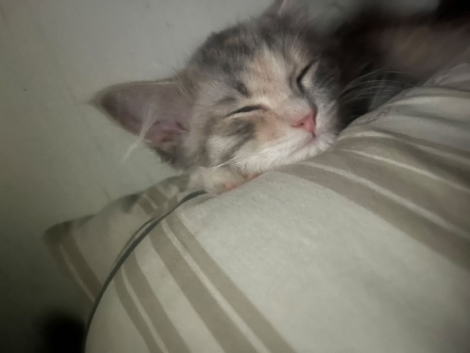 Отдадим котенка бесплатно
