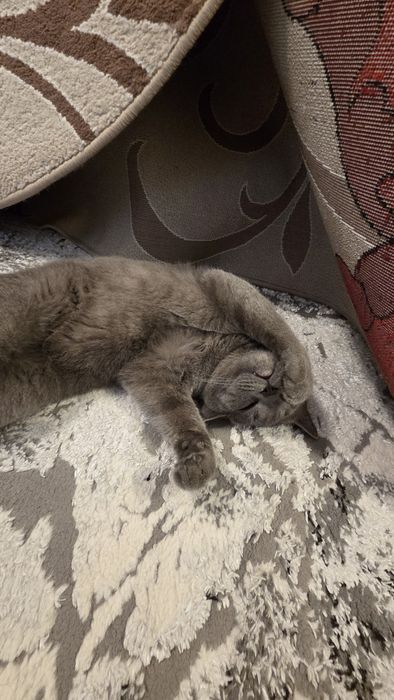 Продаётся кот скоттиш-страйт 2 года не кастрированны