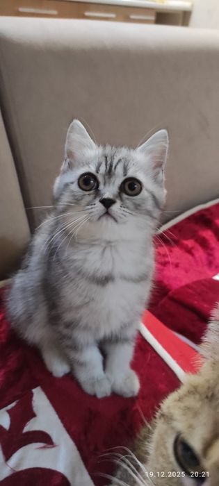 шотландский котенок