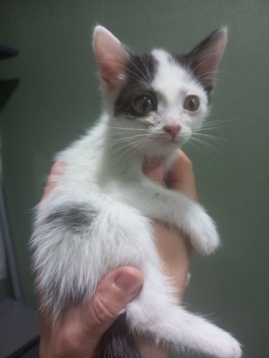 Котята мальчики в добрые руки