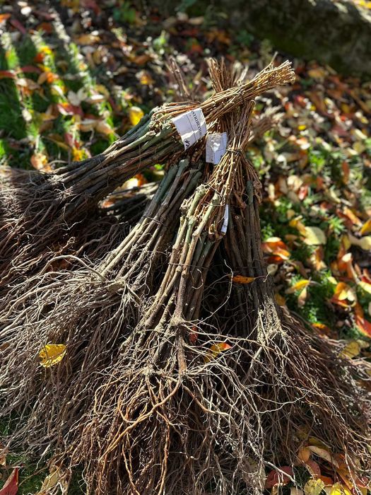 Butasi vie altoita si producatoare