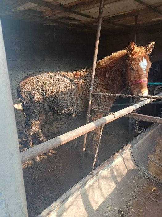 Продается  жеребцы