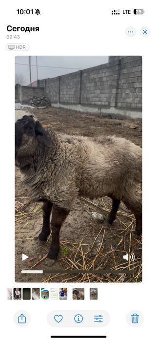 Тоқты тоқты қошқар