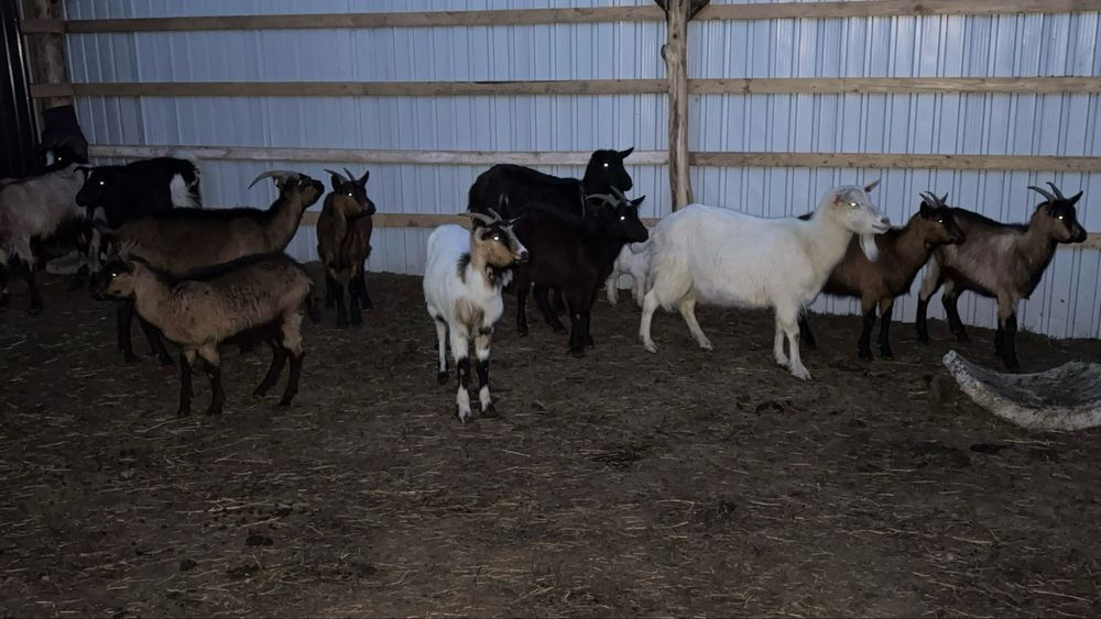 Capre disponibil /scimb cu oi sau vitei