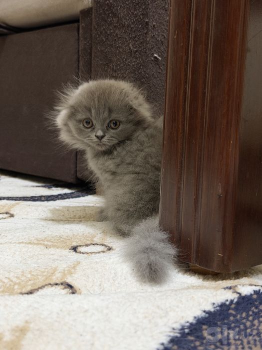Продаются котята скоттиш фолд и страйт