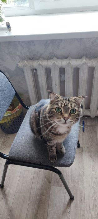 Отдам в хорошие руки