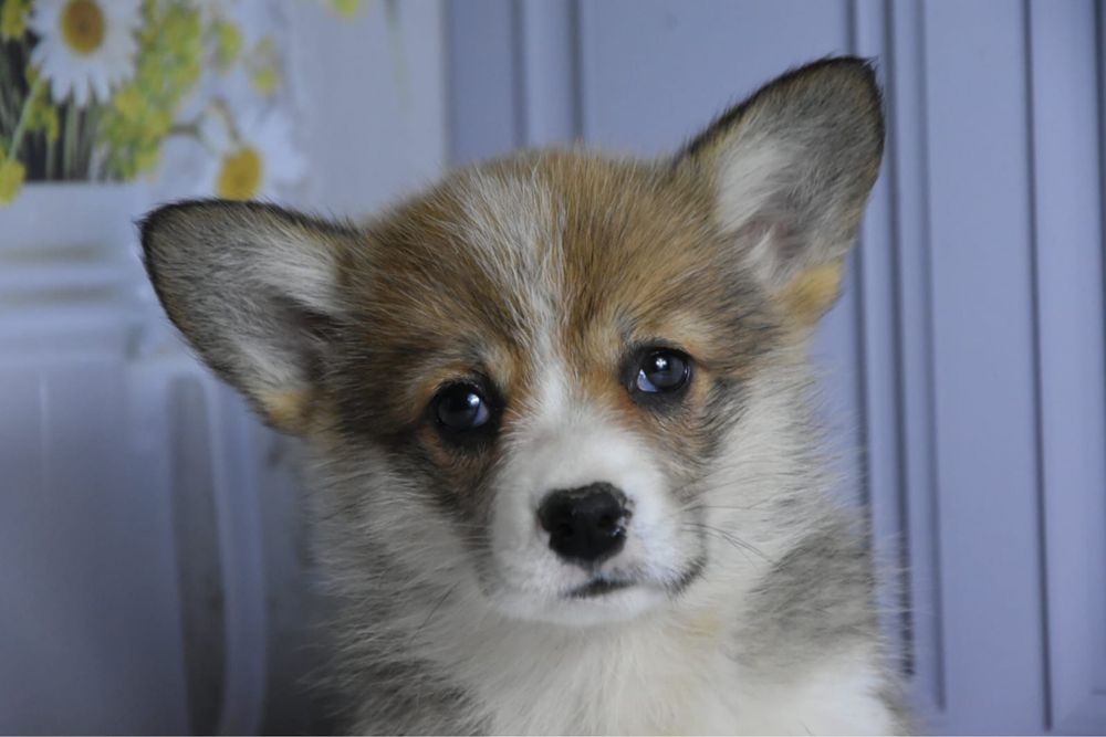 Щенки вельш корги пемброк