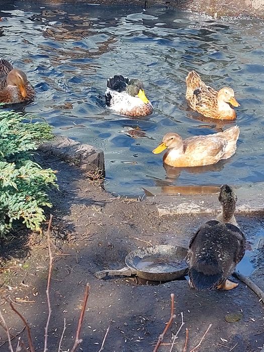 Утки башкирские ,,индоутки