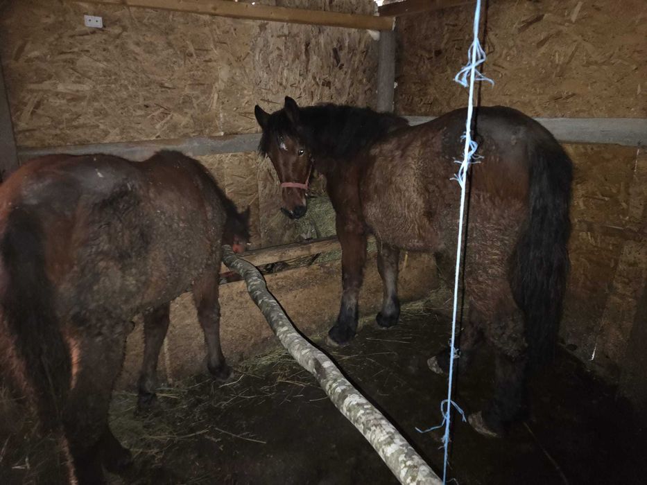 Vând mânză 1,5 luni!!