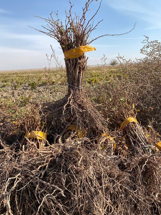 Узум кочатлари аватар мерс дамски маникюр фингер