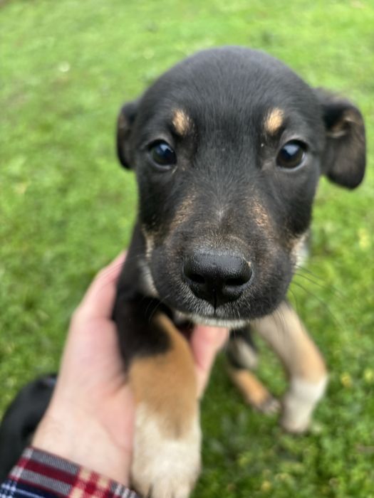 Cateluse spre adoptie