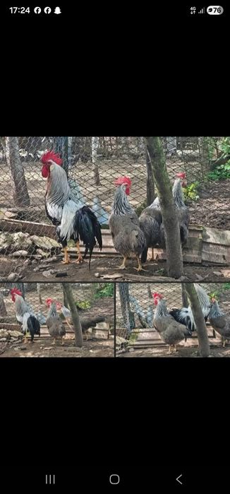 Oua pt incubat din gaini de rasa