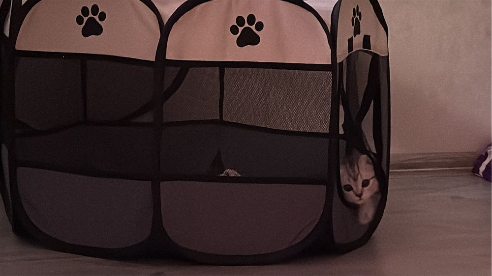 Котенок Вислоухая девочка