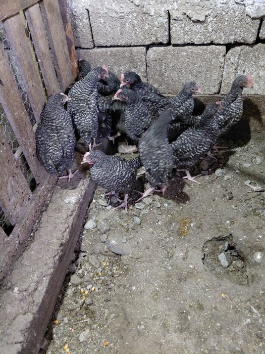 Vand pui mici puicute si puicuta de gaina cocosi gaini si pui de rasa