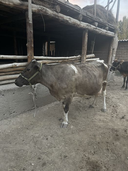 Sigr sogmli bolasi blan 10ltr suti bor tepmidi