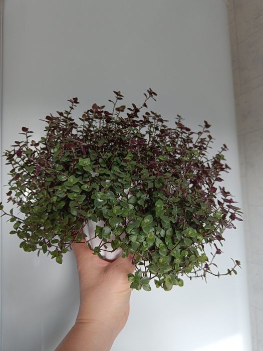 Продам суккуленты 3 вида