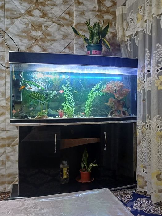 250litrli akvarium sotiladi pastavkasi bilan icida 13 ta baligi bilan
