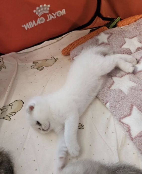 Шотланский вислоухий котенок
