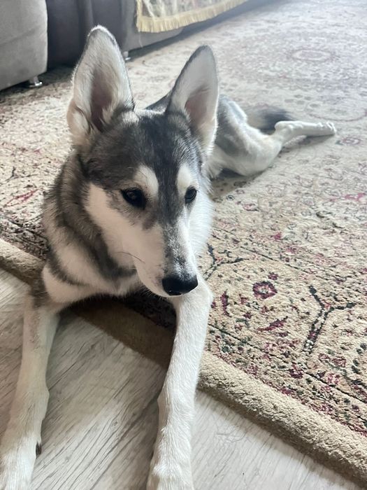 Пристраивается собака хаски