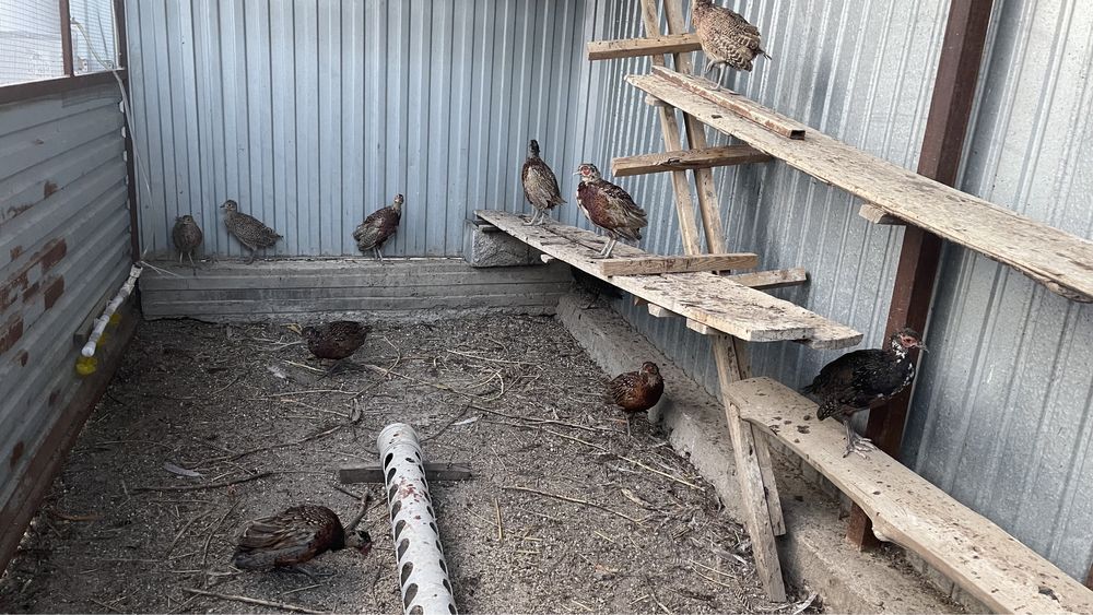 Кыргауыл сатылады