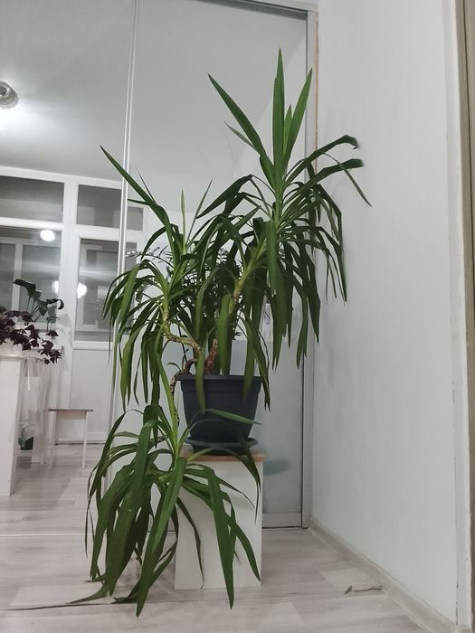 Срочно продам Юкка, очень дешево.