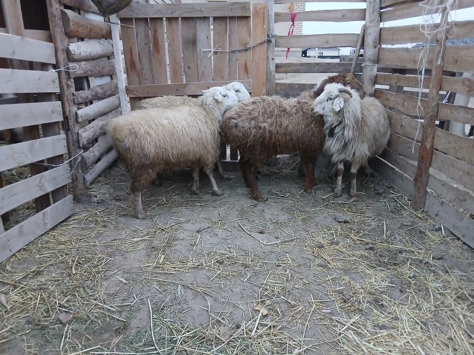 Тоқтылар сатылады