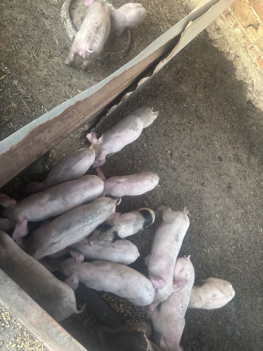 Продавам малки прасета