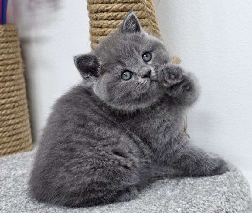 Шотландские  котята