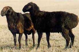 Кой, токты саттыкта