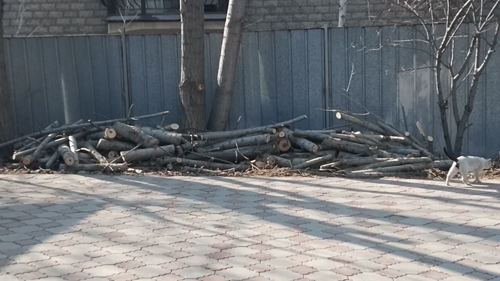 Отдам дрова даром