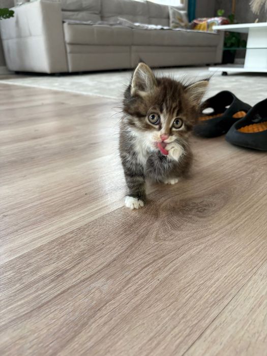 Отдам котенка в добрые руки