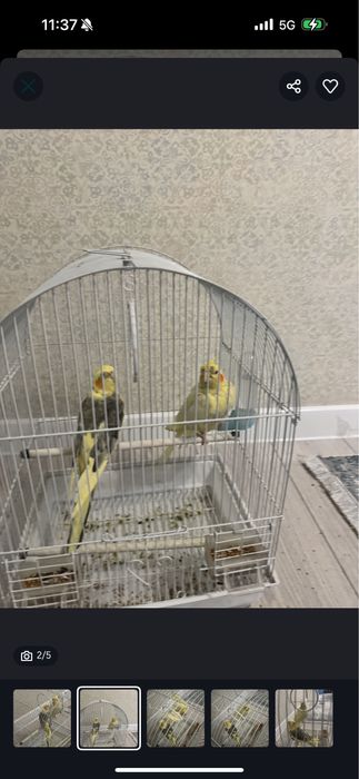 Продам 2 попугая Корелла