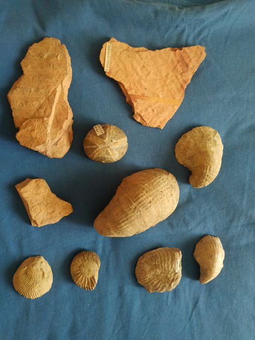 Окаменелости растений, моллюсков. Минералы.