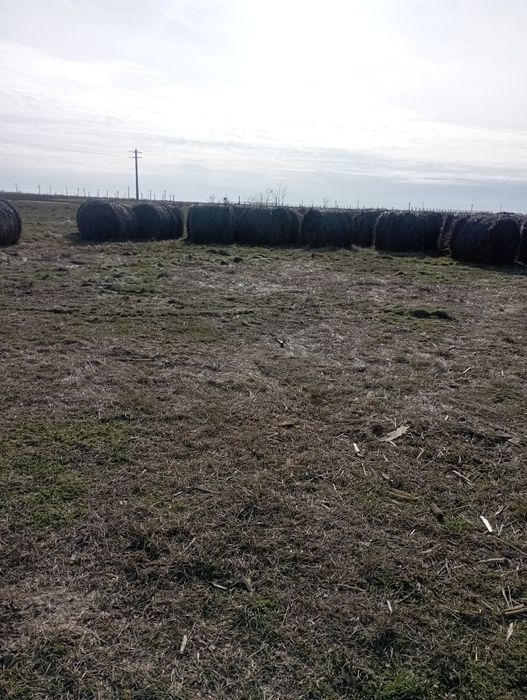 Vând 60 baloți de ciocăni cu frunze