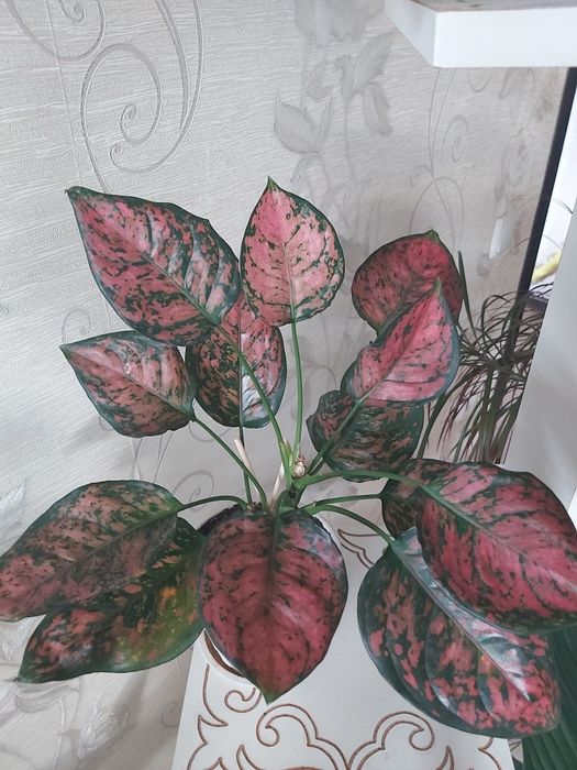 Комнатные цветы- аглонема.