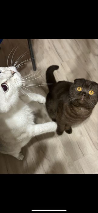 Кот Шотландец Скоттиш Фолд Вислоухий Мальчик