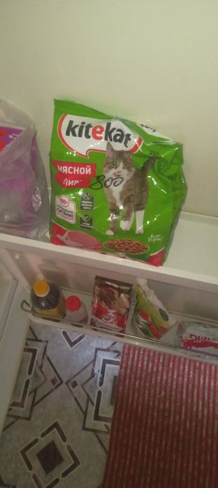Кошка с тройней.